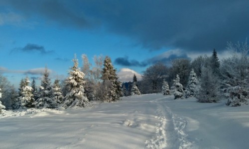 Zdjecie POLSKA / beskid lski / w drodze na Batni / na szlaku...