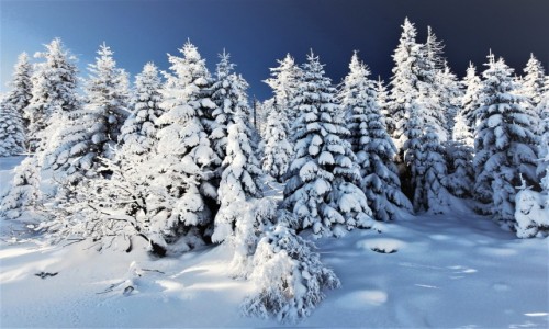 Zdjecie POLSKA / Karkonosze / Karpacz / Biay las