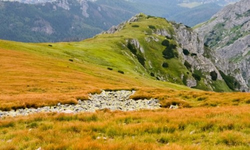 Zdjecie POLSKA / Tatry / Maoczniak / Zielony Rudzielec