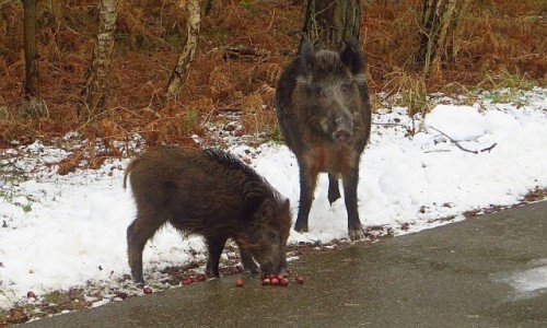 Zdjecie POLSKA / Zachodniopomorskie / winoujcie / rodzinna przekska