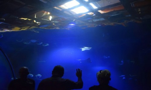 Zdjecie POLSKA / dolnośląskie / Wrocław / Wrocław Zoo