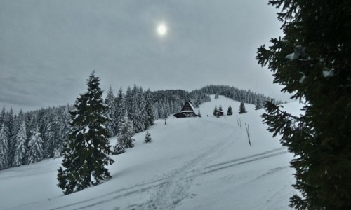 Zdjcie POLSKA / beskidy / hala rycerzowa  / Hala Rycerzowa