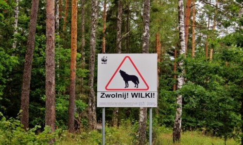 Zdjcie POLSKA / wojewdztwo podlaskie / Poczopek / Nie tylko przez wilki warto zwolni