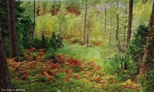 Zdjęcie POLSKA / Bory Tucholskie / Jelenia Wyspa / Malarskie impresje-5