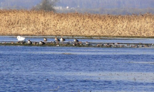 Zdjcie POLSKA / Podlasie / Waniewo / Dzi nad Narwi.
