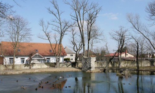 Zdjcie POLSKA / opolskie / Kamie lski / Kaczuchy na stawie paacowym