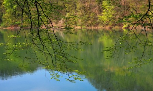 Zdjcie POLSKA / Zachodniopomorskie / Jezioro Szmaragdowe, Puszcza Bukowa / pierwsze listki...