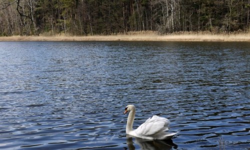 Zdjcie POLSKA / opolskie / Lipno / abd na stawie 
