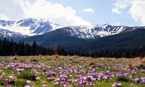 Zdjecie POLSKA / Tatry / Dolina Chochoowska  / Czas krokusw