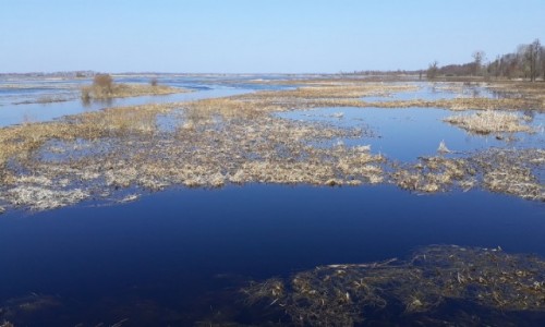 Zdjecie POLSKA / Podlasie  / . / Dzisiaj nad Biebrz