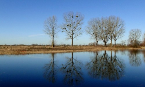 Zdjęcie POLSKA / Podlasie / Rozlewiska w dolinie Biebrzy. / Podlaskie przedwiośnie.