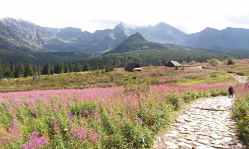 Zdjecie POLSKA / Tatry / Hala Gsienicowa  / Tatry 2017 