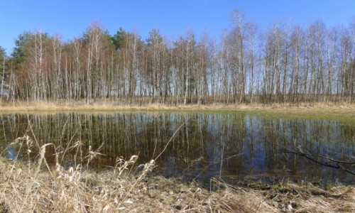 Zdjęcie POLSKA / Podlasie / dolina Biebrzy. / Przyszła wiosna na Podlasie :)
