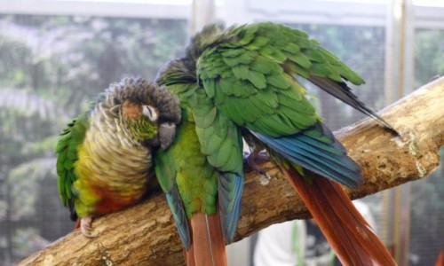 Zdjęcie POLSKA / Województwo zachodniopomorskie / Miasto Szczecin / papugarium / Przytulone