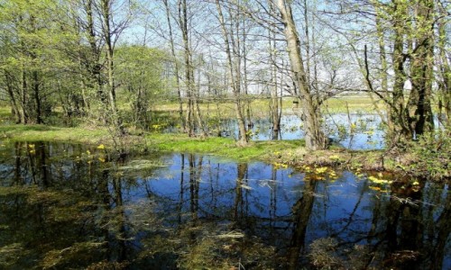 Zdjecie POLSKA / Podlasie, Dolina Biebrzy / Mcichy  / Podlaska wiosna.