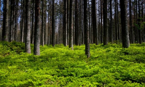 Zdjecie POLSKA / Maopolska / Tatrzaski Park Narodowy / Zielony i Czarny