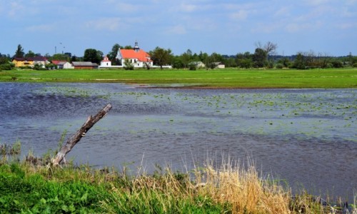 Zdjcie POLSKA / Lubelskie / Jeziorzany / Rozlewiska Wieprza