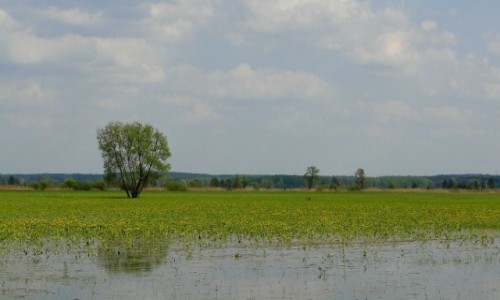 Zdjcie POLSKA / Podlasie / Dolina Narwi. / Kaczecw czas...