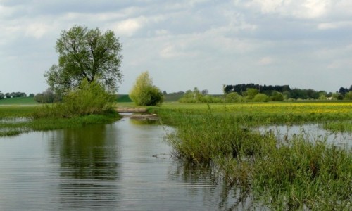 Zdjcie POLSKA / Podlasie / Dolina Narwi. / Wiosna w dolinie Narwi.