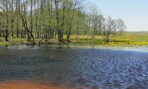 Zdjecie POLSKA / Podlasie / dolina Biebrzy / Podlaska wiosna.