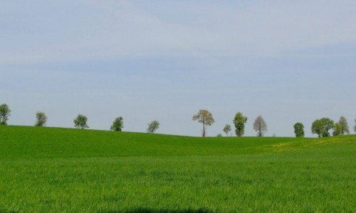 Zdjecie POLSKA / Podlasie / okolice Wizny / Na zielono...