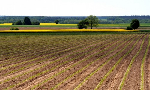 Zdjcie POLSKA / dzkie / okolice Rogowa / Wiosenne pola