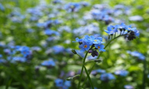 Zdjęcie POLSKA / łódzkie / Aroboretum w Rogowie / Niebiesko....