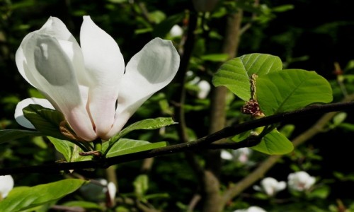 Zdjęcie POLSKA / łódzkie / Aroboretum w Rogowie / Królowa wiosny