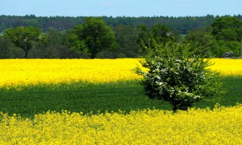 Zdjcie POLSKA / dzkie / okolice Rogowa / ...przez ki i pola (wskotorwk)...