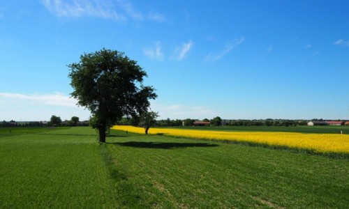 Zdjcie POLSKA / dzkie / okolice Rogowa / Wiosenne pola
