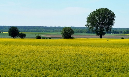 Zdjcie POLSKA / dzkie / okolice Rogowa / Wiosenne pola