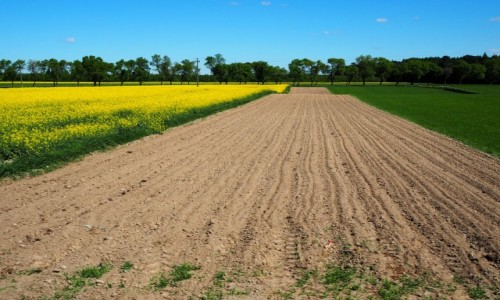 Zdjcie POLSKA / dzkie / okolice Rogowa / Wiosenne pola