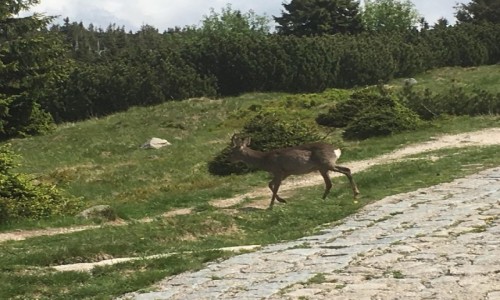 Zdjecie POLSKA / Karkonosze / szlak na Szrenic  / Gry