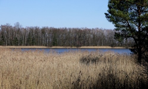 Zdjcie POLSKA / opolskie / Lipno / Widok na szuwarki