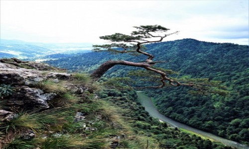 Zdjcie POLSKA / Pieniny / Sokolica / Nad Dunajcem