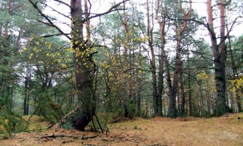 Zdjecie POLSKA / brak / Dblin / las