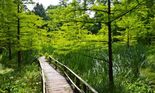 Zdjecie POLSKA / Podkarpacie / Arboretum w Bolestraszycach / W Zielone I