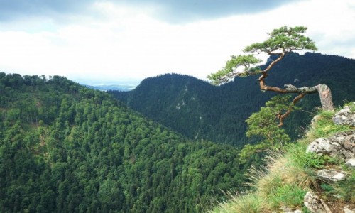 Zdjecie POLSKA / Pieniny / . / Sokolica