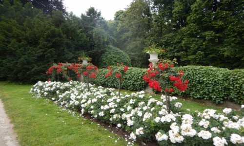 Zdjęcie POLSKA / Podkarpacie. / Łańcut / Green velo, rowerem