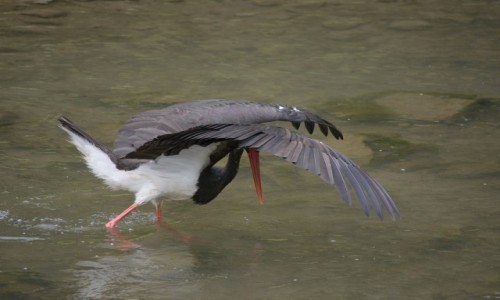 Zdjcie POLSKA / woj. maopolskie / Szczawnica, potok Grajcarek / CICONIA NIGRA (BOCIAN CZARNY)