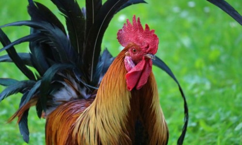 Zdjecie POLSKA / Sdecczyzna / Tylicz / Materia na zdjcie profilowe 