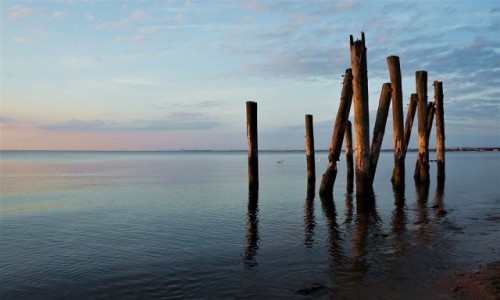 Zdjecie POLSKA / Pomorze / Gdynia Orowo / Pale