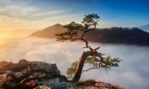 Zdjecie POLSKA / Pieniny / Sokolica / Sokolica