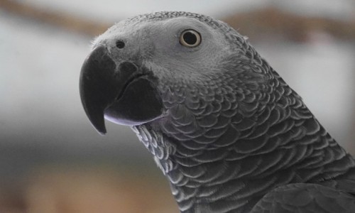 Zdjecie POLSKA / Gdask / Gdaskie ZOO / ako