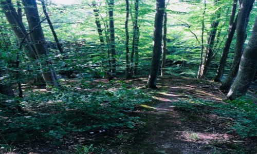 Zdjęcie POLSKA / Pomorskie / Ciekocin / Las latem