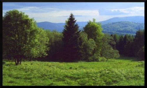 Zdjecie POLSKA / Bieszczady Wysokie / Tarnica / Tarnica - koniec lasu
