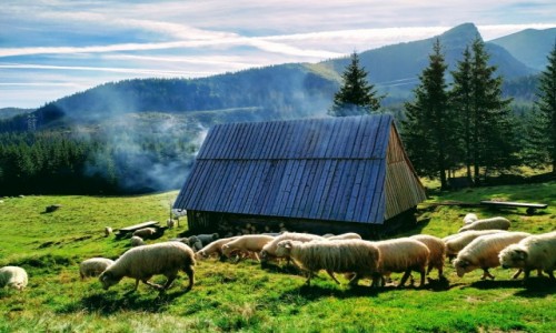 Zdjecie POLSKA / Zakopane / Kalatwki / Tatry