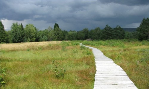 Zdjcie POLSKA / Bieszczady / Tarnawa Wyna / Rezerwat torfowiska
