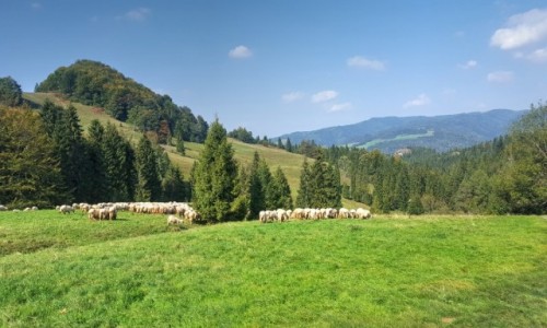 Zdjecie POLSKA / Pieniny / Szlak na Wysok / Poonina Kiczera