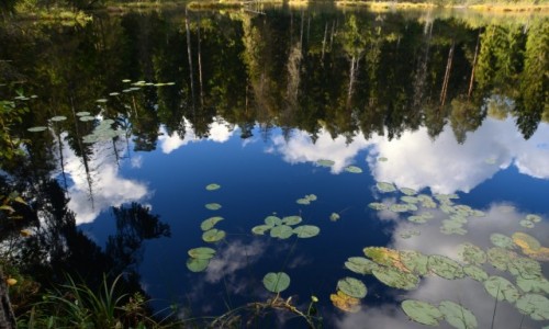 Zdjęcie POLSKA / Wigierski Park Narodowy / O.O.Ś. Wądołek / Lustro
